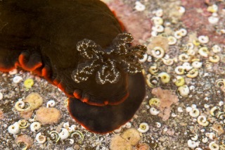 Nudi 2 rm